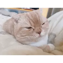 あおい