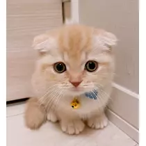 あおい