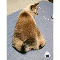 ひな