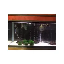 蓮見 リア