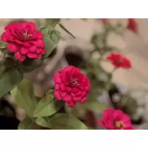 えみ