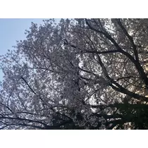 あすな
