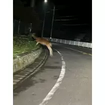 なお