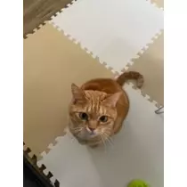 桐島 りゅう