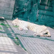 向日葵 ひまり