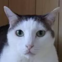 紫音
