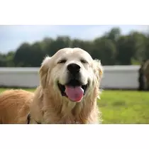 優花