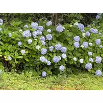 香川 ゆい