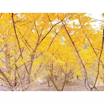りょう