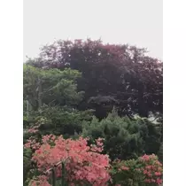 あやの