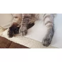 ひな