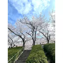 しずか