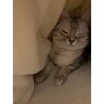 佐倉 里緒