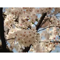めい