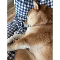 ツンデレかなの