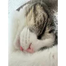 ユズ