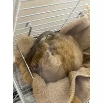 なっちゃん