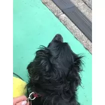 りえ