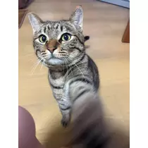 花咲 みらい