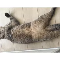 大尻 桃