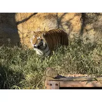 らむ