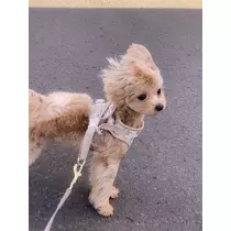 葉月 りほ