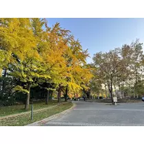 結城 かなの