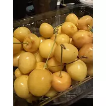 白石 愛莉