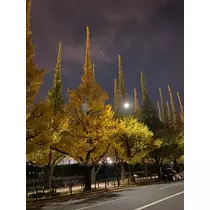橘 美桜
