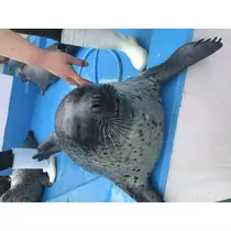 ゆき