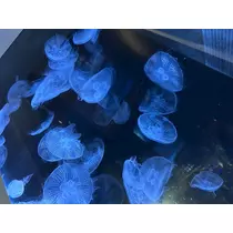 せいら