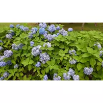 のはら かすみ