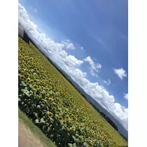 葉月