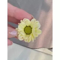 緑 四葉