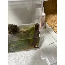 ツンデレかなの