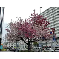 エミ （スタッフ）