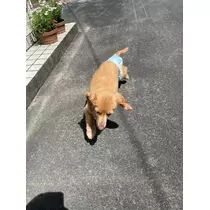 椿