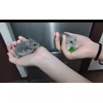 あやか