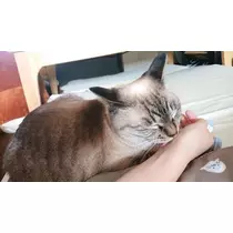 ひな