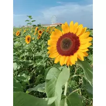 あい