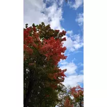 のはら かすみ
