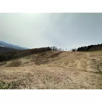 橘 美咲