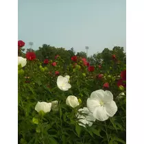 杠 いちか