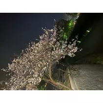 ルナ