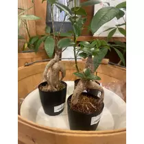 なな
