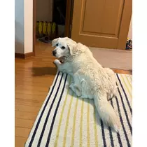 ノア