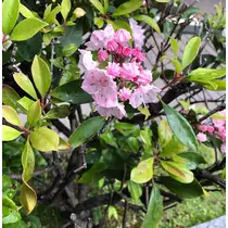 さくの