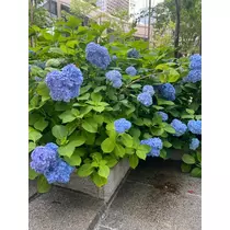さやか