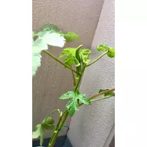 あきな