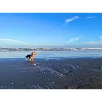 紗貴